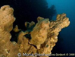 No, no, you can' see me!!!!
Pulisan is full of surprises by Mona Dienhart 